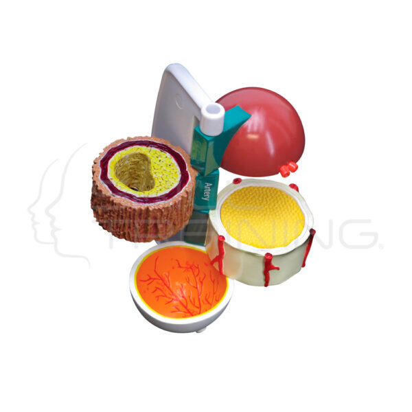 Modelos Diabetes 4 Piezas - Imagen 1
