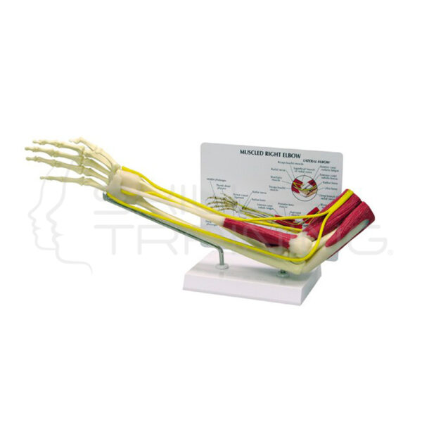 Articulacion de Codo con Musculos - Imagen 1