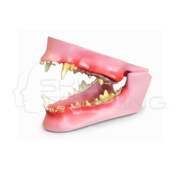 Modelo de Mandibula Canina - Imagen 1