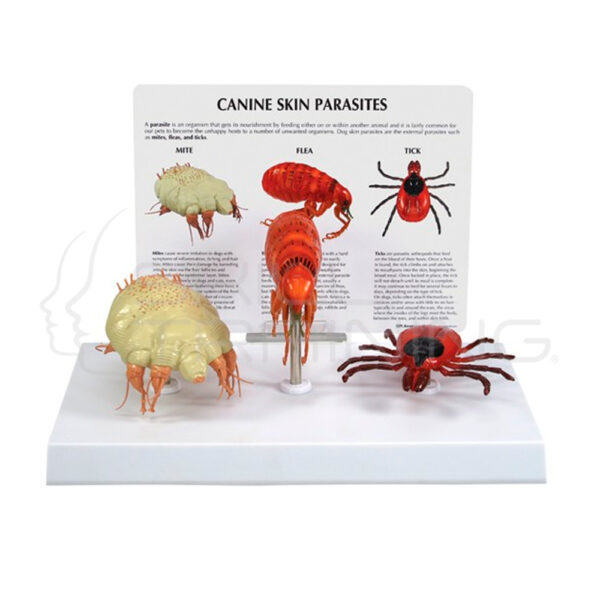 Modelo de Parásitos de la Piel Canina - Imagen 1