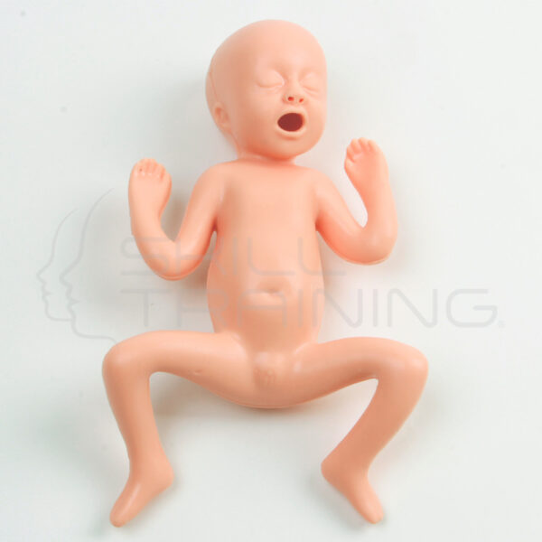 Modelo de Bebe Prematuro de 30 Semanas - Imagen 1