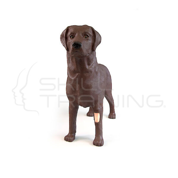 Gynnie – Simulador Ginecológico Canino - Imagen 1