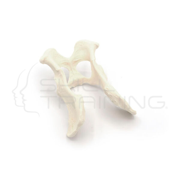 Pelvis Gynnie Modelo Realista de Pelvis Canina - Imagen 1