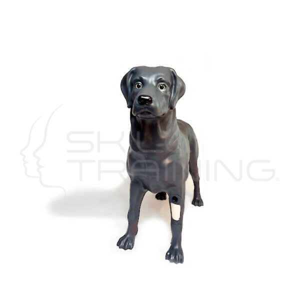 Andro Perro Andy Simulador Realista de Perro Macho para Entrenamiento Veterino - Imagen 1