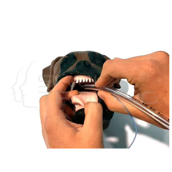 Modelo de Perro Braquicéfalo - Imagen 1