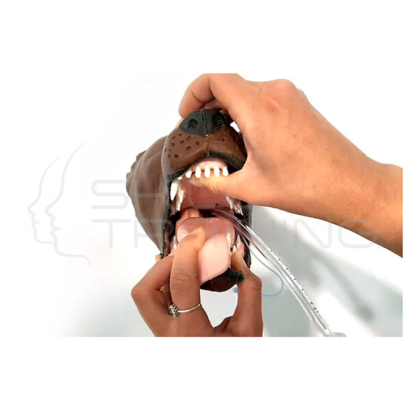 Modelo de Intubación Canina - Imagen 1