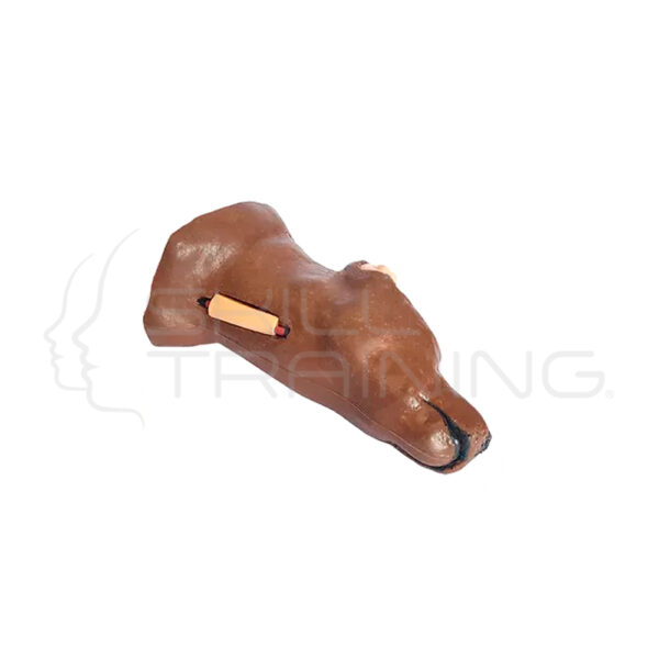 Modelo Canino de Extracción de Sangre Yugular - Imagen 1
