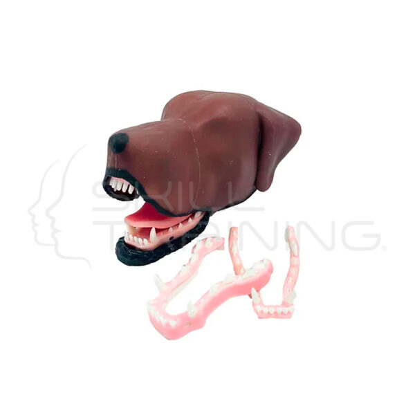 Perro Dental Mesocéfalo - Imagen 1