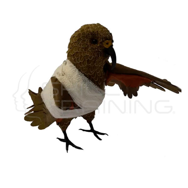 Modelo de Vendaje del Pajaro Kea - Imagen 1