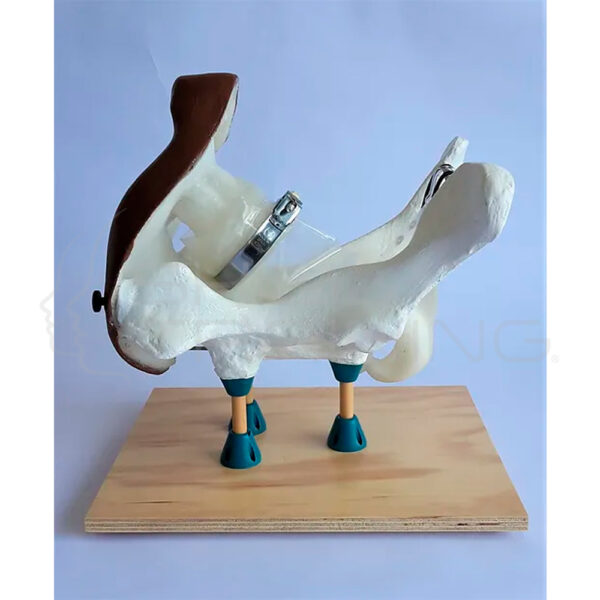 Modelo Metri-treating - Imagen 1