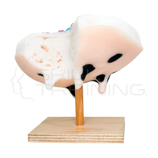 Modelo de Anatomía de la Ubre - Imagen 1