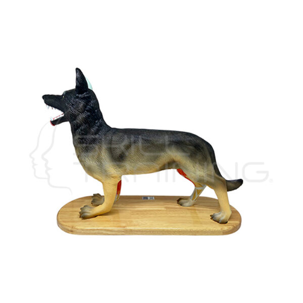 Modelo Anatómico del Perro - Imagen 1