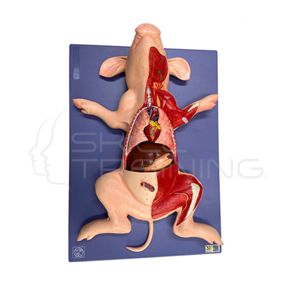 Modelo Anatómico de Cerdo - Imagen 1