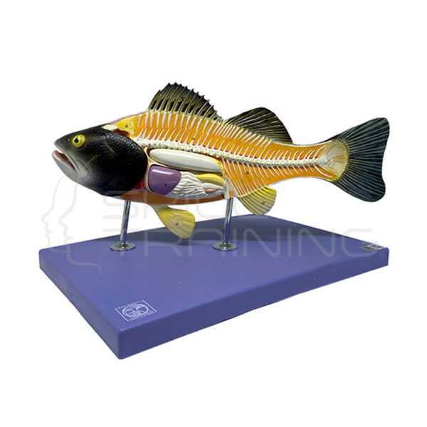 Modelo Anatómico del Pez - Imagen 1