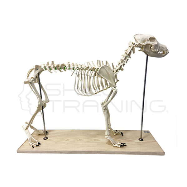 Modelo de Esqueleto de Perro - Imagen 1