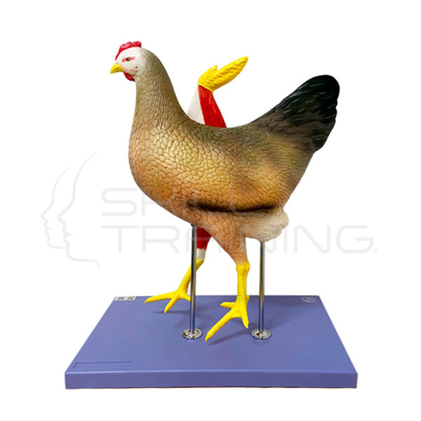 Modelo Anatómico de Gallina - Imagen 1