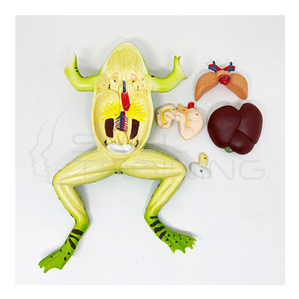 Modelo Anatómico de Rana - Imagen 1