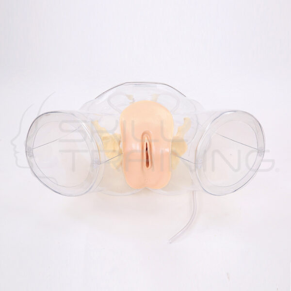 Modelo de Cateterismo Femenino Transparente - Imagen 1