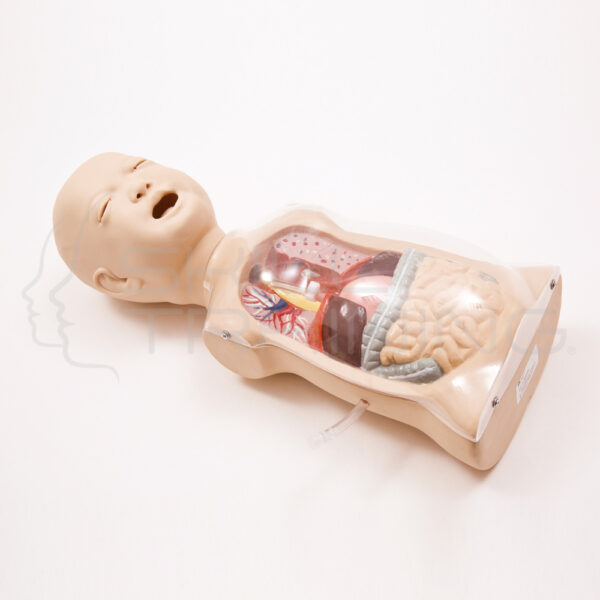 Modelo Infantil de Lavado Gastrico - Imagen 1