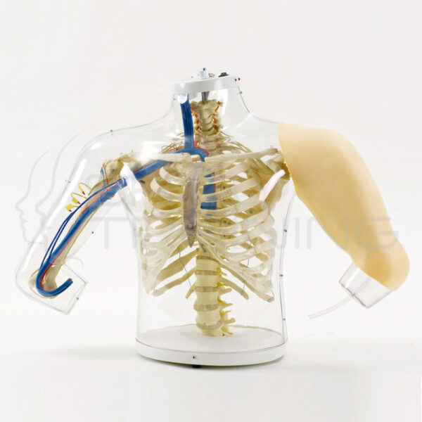 Brazo Superior de Inyección Intramuscular E Hipodermica - Electrónico - Imagen 1