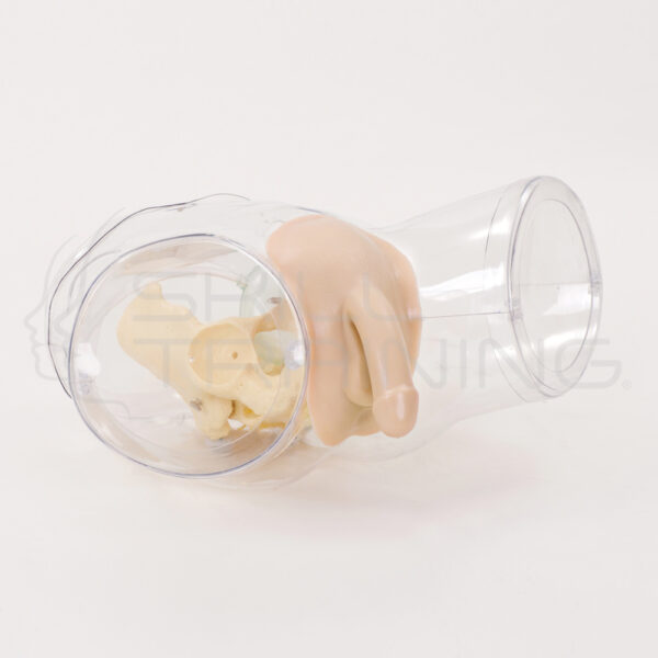 Modelo de Cateterismo Masculino Transparente - Imagen 1