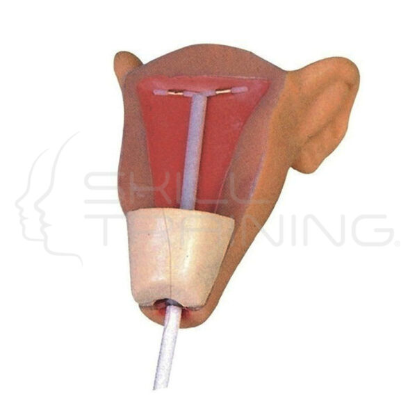 Inserción y Extracción de Diu Modelo 3 - Modelo Anatómico - Imagen 1