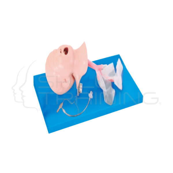 Entrenador de Manejo de Vía Aérea Pediátrico (escolar) - Imagen 1