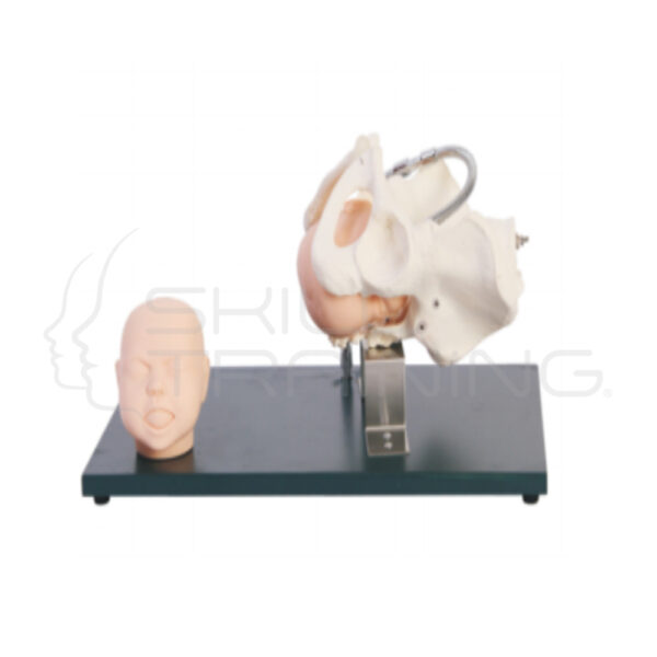 Pelvis con Modelo de Cabeza Fetal - Imagen 1