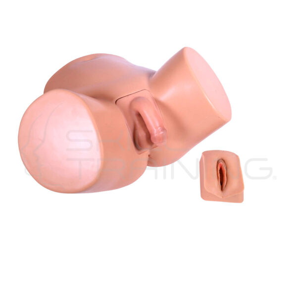 Modelo de Cateterismo Dual Masculino - Femenino - Imagen 1