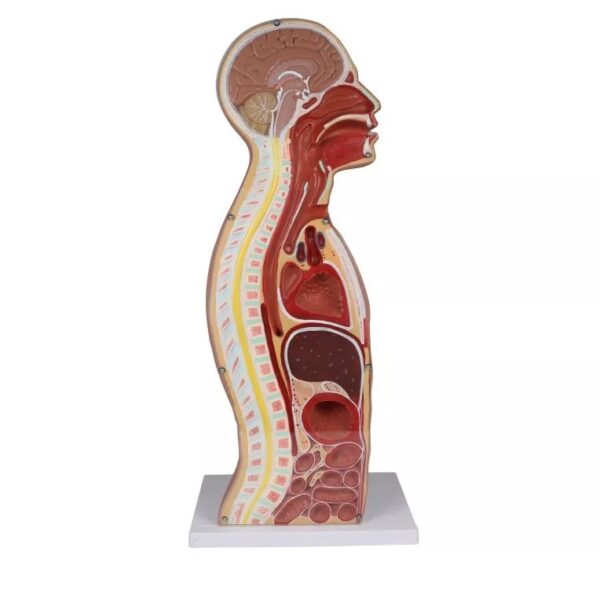 Torso Nasogástrico y Traqueotomía Sng - Imagen 1
