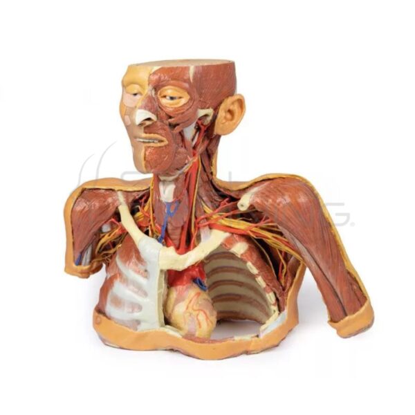 Modelo de Cabeza, Cuello y Hombros con Angiosomas - Imagen 1