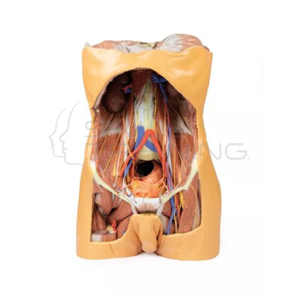 Modelo 3d de Pared Abdominal Posterior - Imagen 1