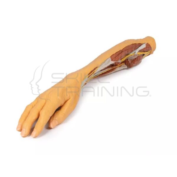 Modelo 3d de Antebrazo y Mano – Disección Superficial y Profunda - Imagen 1