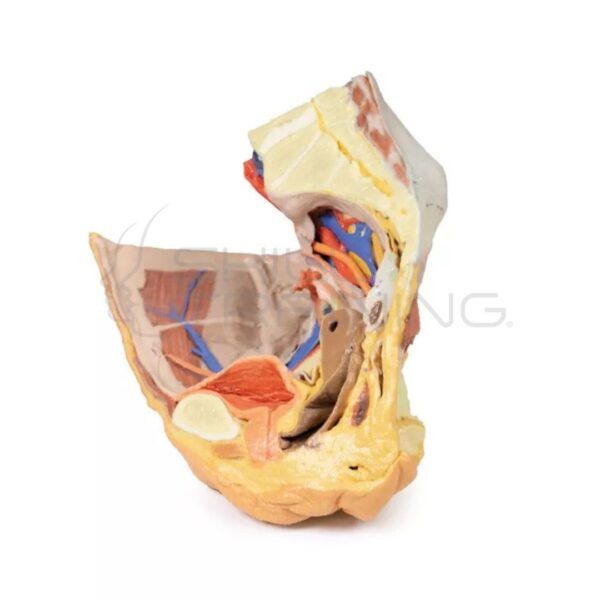 Modelo 3d – Estructuras Superficiales y Profundas de la Pelvis Derecha Femenina - Imagen 1