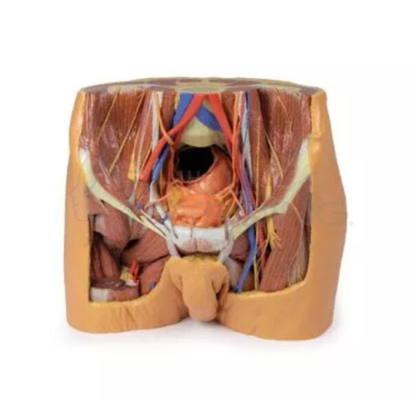 Modelo 3d – Porciones Inferiores de la Pelvis Masculina - Imagen 1