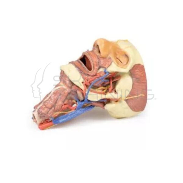 Modelo 3d – Cabeza y Columna Visceral del Cuello - Imagen 1