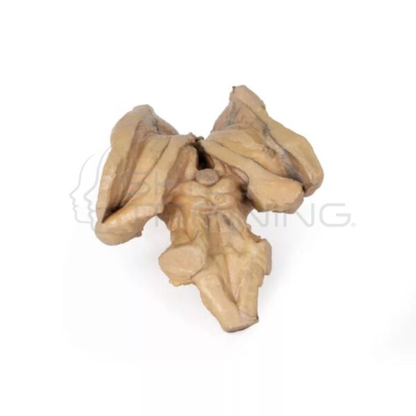 Modelo 3d – Tronco Encefálico con Estructuras Cerebrales y Diencefálicas Profuns - Imagen 1