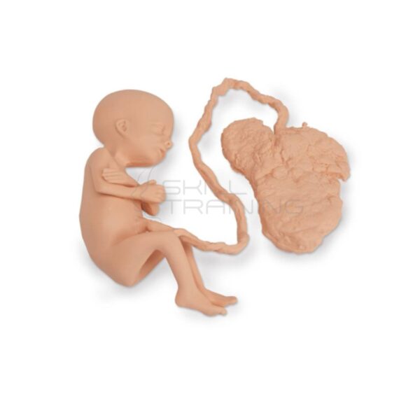 Réplica de Feto Humano Femenino de 7 Meses - Imagen 1