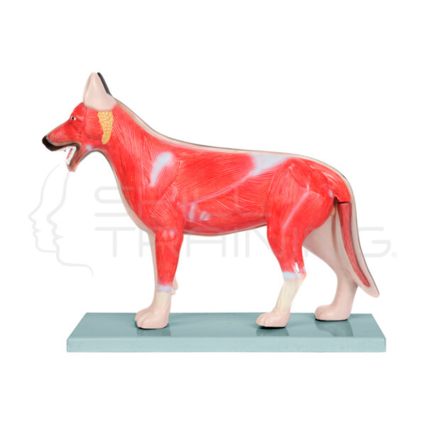 Modelo Anatomico de Perro Domestico - Imagen 1