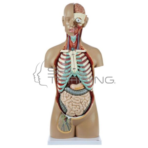Torso Unisex Premium de 18 Piezas y Tamaño Natural con Espalda Abierta Axis Sc. - Imagen 1