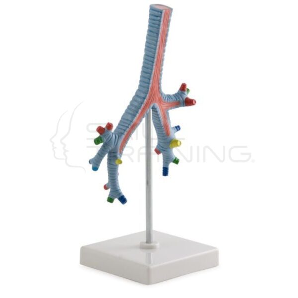 Modelo de Bronquios Segmentarios - Imagen 1