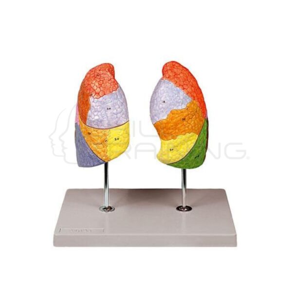 Modelo de Pulmón Segmentario - Imagen 1