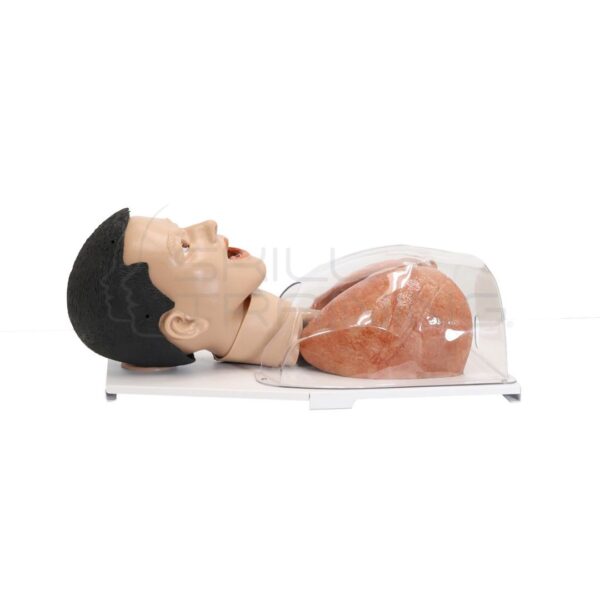 Modelo Simulado de Broncoscopia - Torso Superior Masculino - Imagen 1