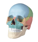 craneo didáctico para estudio de anatomia consta de 22 partes armable y en colores